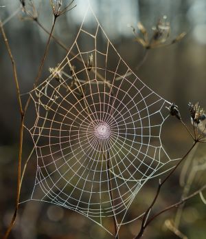ما هو هيمنوبيمسيس ارجيرافيغا؟ , featured image 300 by 347